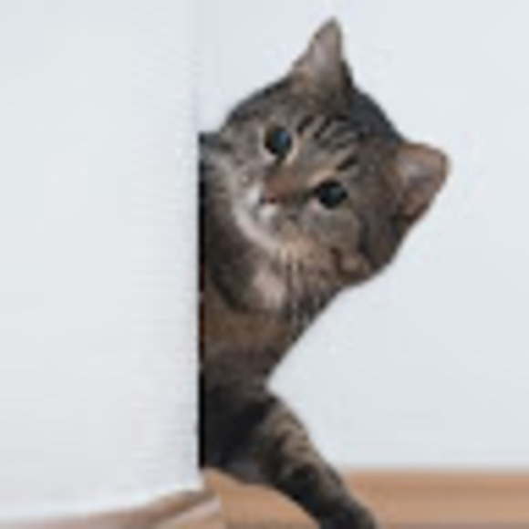 Meet your Posher, Caroline - Picture 1 of 1